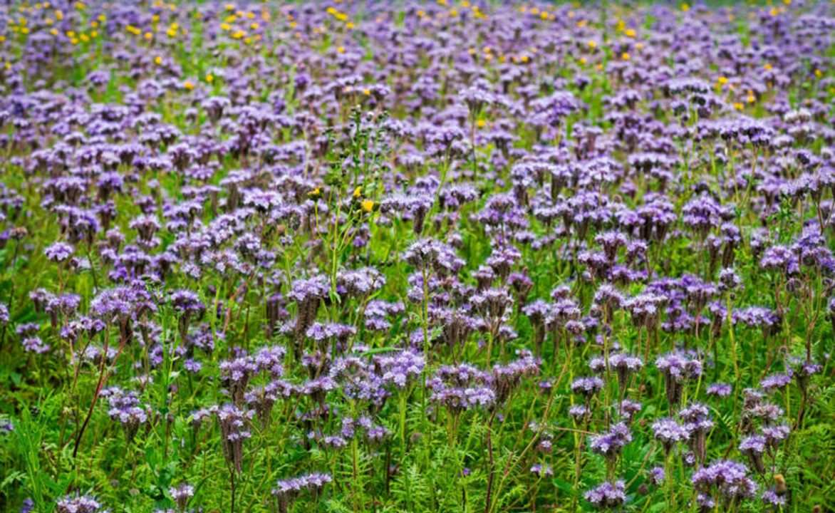 facelia phacelia pomoc v našich sadoch vlašských orechov vlašské orechy podunajské orechy